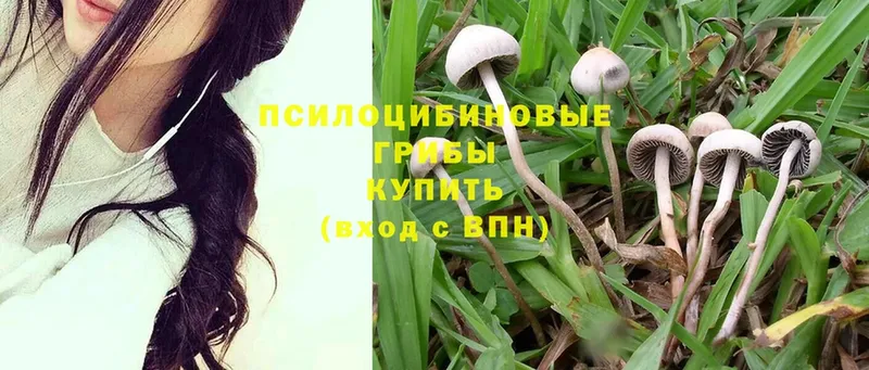 Галлюциногенные грибы Magic Shrooms  Серпухов 